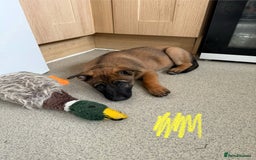 Belgian Shepherd Dog dogs for sale: Belgian Malinois puppies🐾 - Image 14