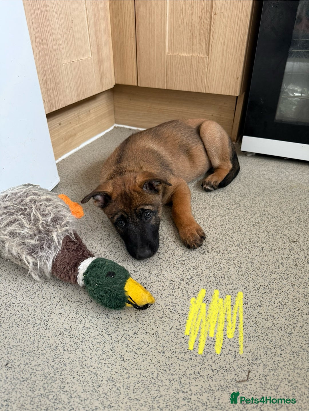 Belgian Shepherd Dog dogs for sale: Belgian Malinois puppies🐾 - Image 14