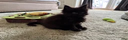 Maine Coon cats for sale: Maine Coon Kittens 2 males  - Advert 4