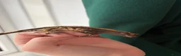 Gecko reptiles for sale: Crested geckos  - Advert 3