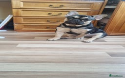 French Bulldog dogs for sale: Female Frenchie - Image 2