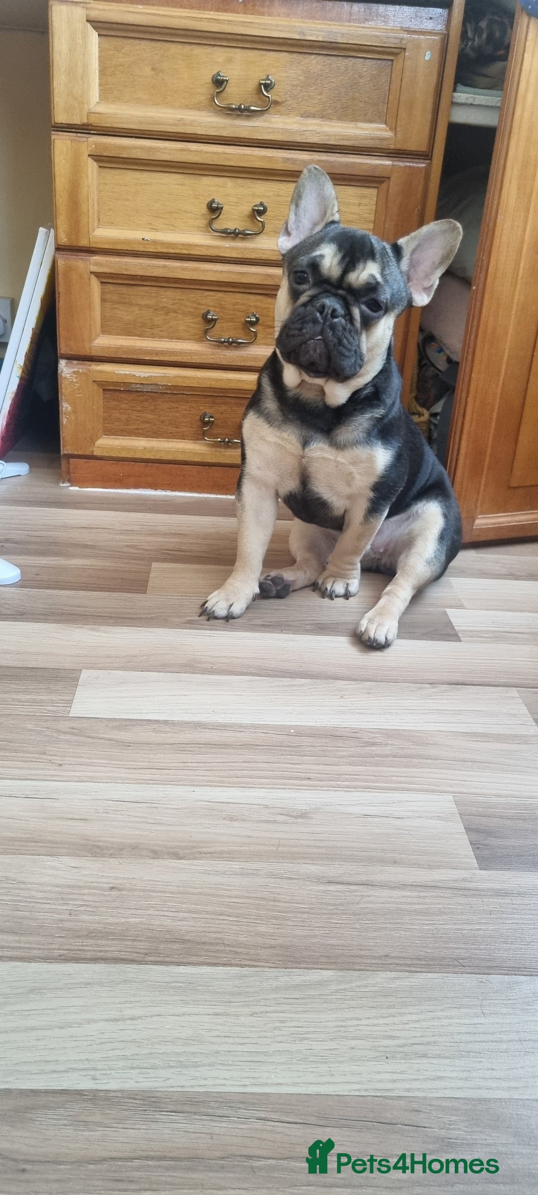 French Bulldog dogs for sale: Female Frenchie - Image 2