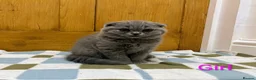 Scottish Fold cats for sale: Scottish fold Kittens  - Advert 13