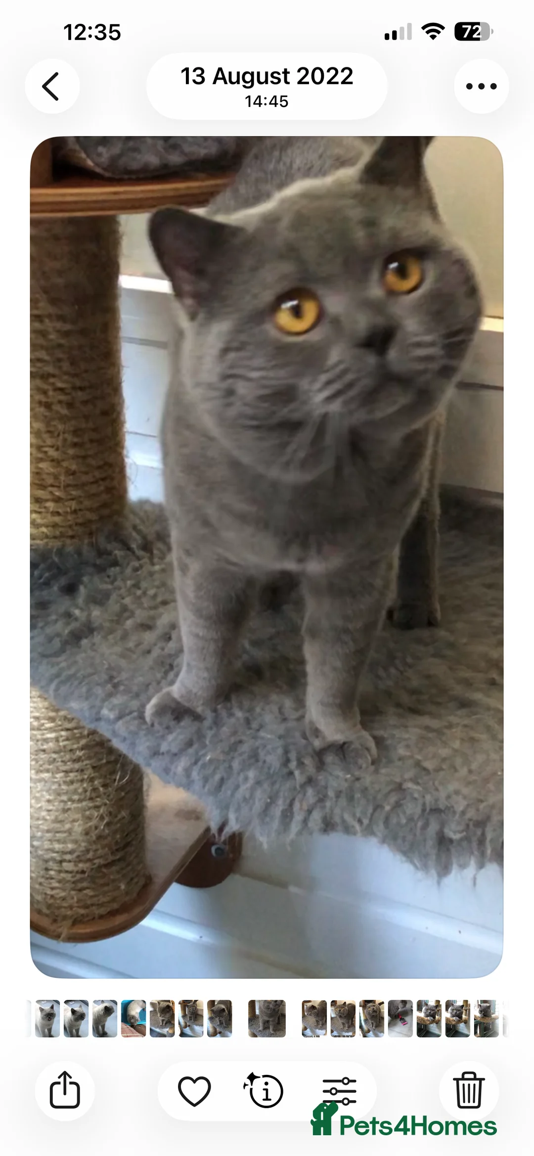 British Shorthair cats for sale: Blue Adult Male  - Advert 2
