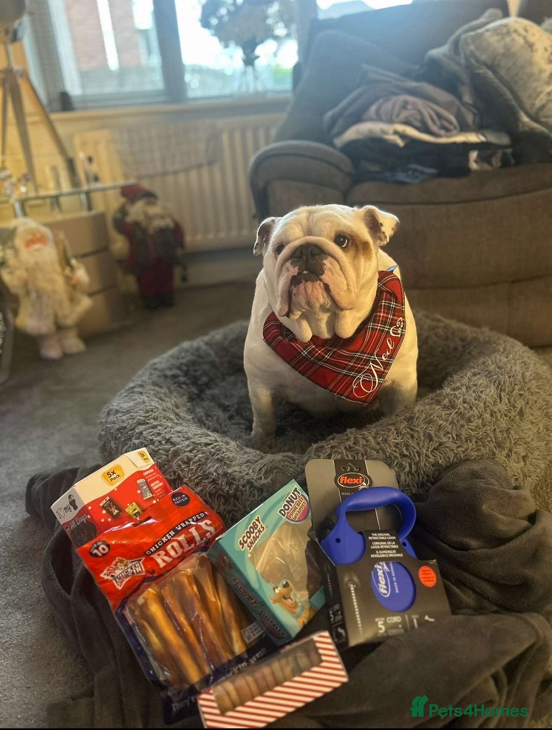 English Bulldog dogs for sale: Neil  - Image 7