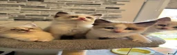 Ragdoll cats for sale: Stunning Ragdoll kittens - Advert 5