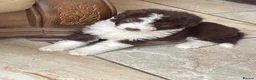 Border Collie dogs for sale: Stunning boys and girls - Advert 8