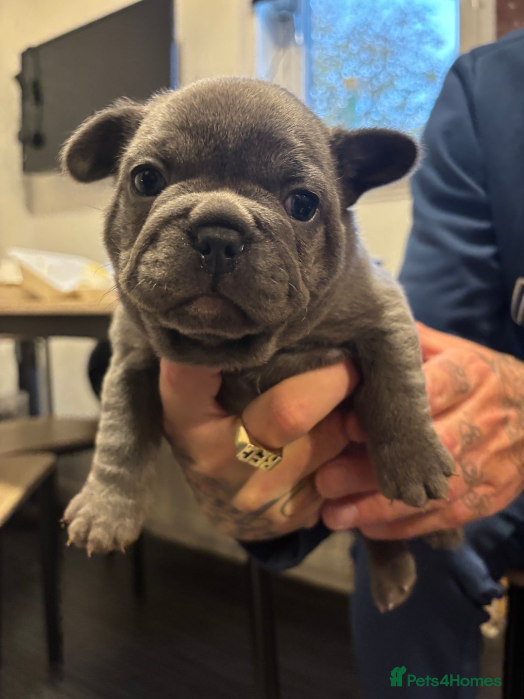 French Bulldog dogs for sale: Male French bulldog puppies  - Advert 8