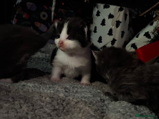 Maine Coon cats Maine coons x tabby - Advert 3