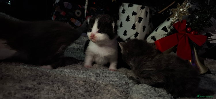 Maine Coon cats Maine coons x tabby - Advert 14