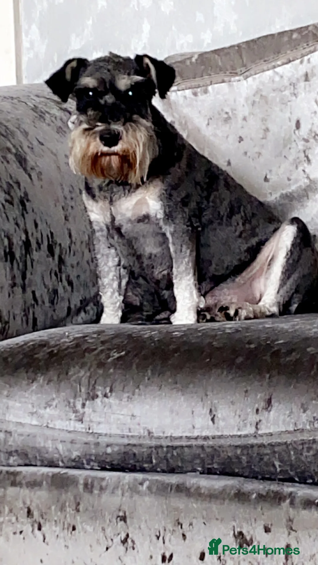 Miniature Schnauzer dogs for sale: Miniature Schnauzer Puppies - Advert 6