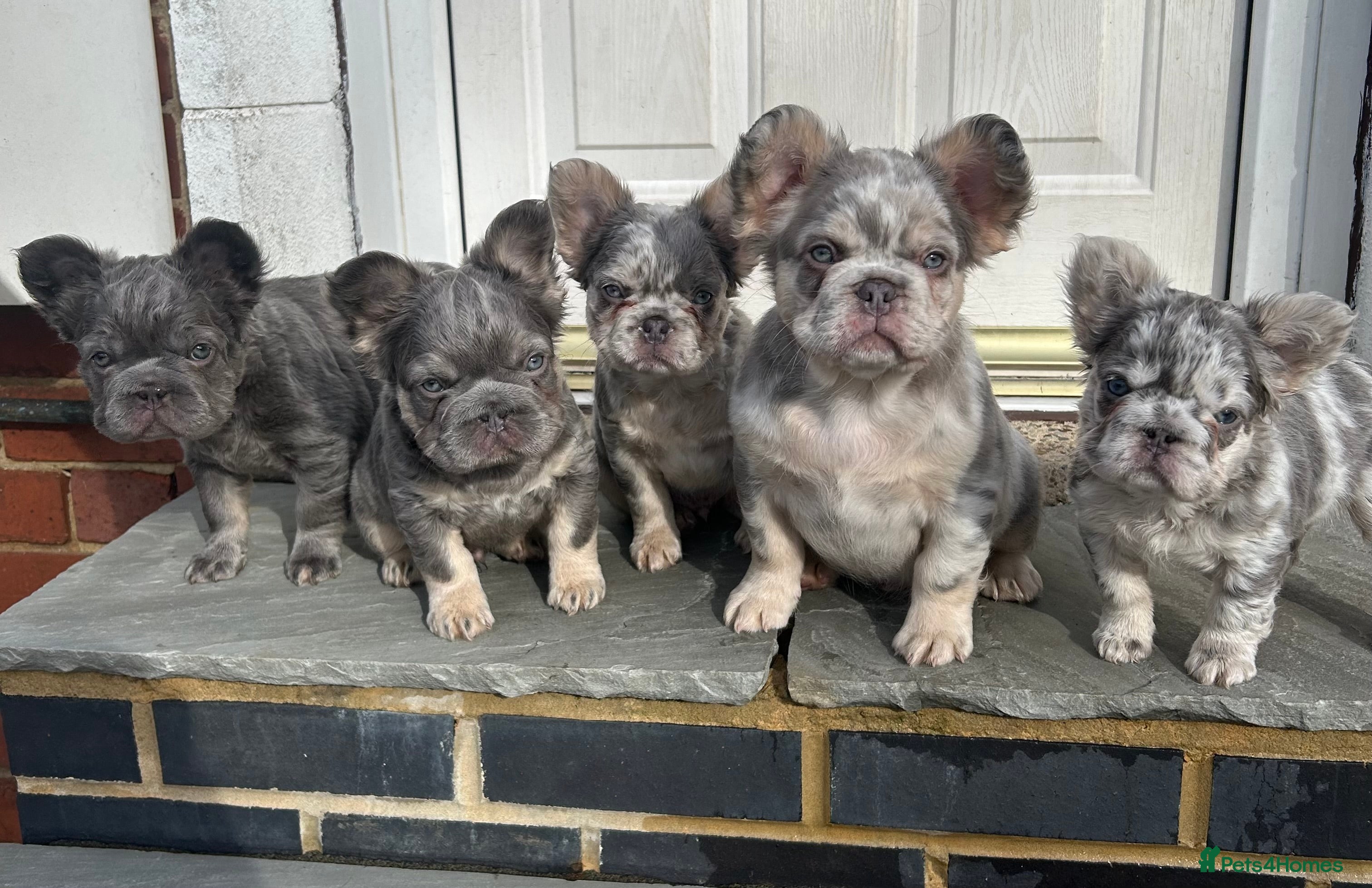 French Bulldog dogs Fluffy French bulldogs carrying pink and testable  - Advert 9