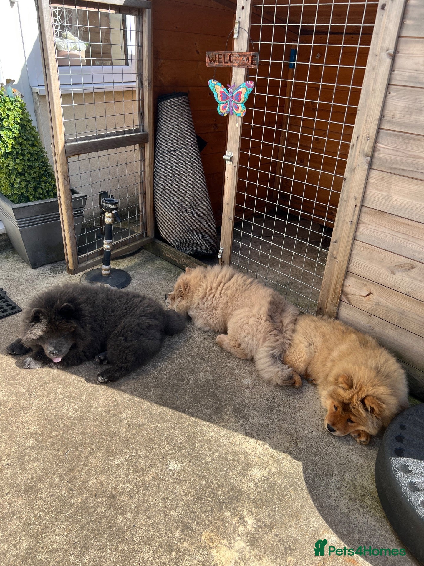 Chow Chow dogs 2 Beautiful Male Chow Chows 💙Ready to Leave! - Advert 2