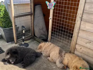 Chow Chow dogs 2 Beautiful Male Chow Chows 💙Ready to Leave! - Advert 2
