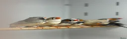 Finches birds for sale: Zebra finches  - Advert 5
