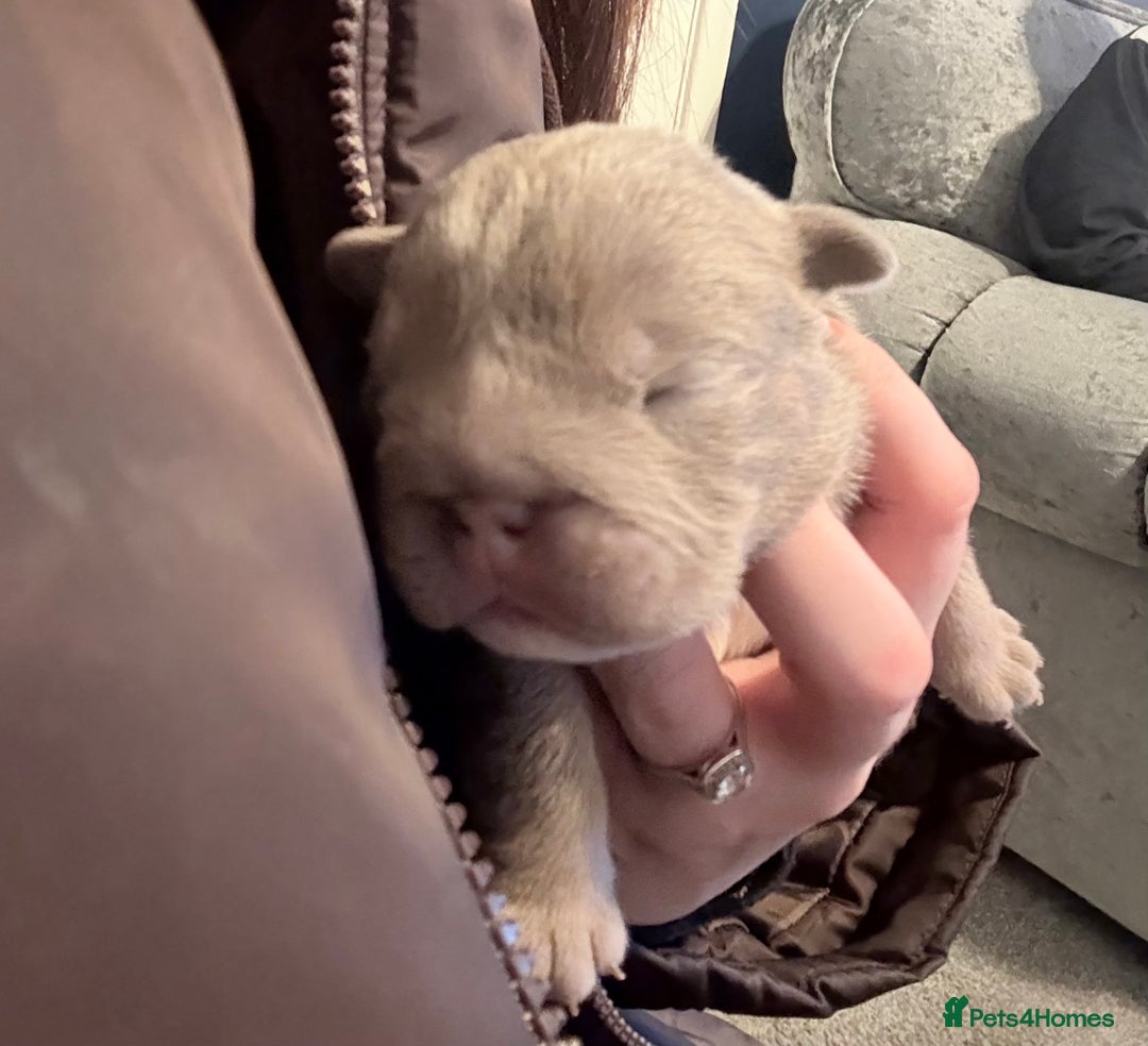 English Bulldog dogs for sale: 4 beautiful strong puppies - Advert 21