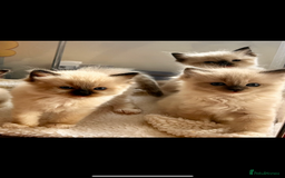 Ragdoll cats for sale: Pedigree Ragdoll Kittens seeking loving homes 🧡 - Image 2
