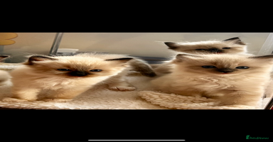 Ragdoll cats - Advert 6
