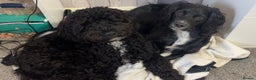 Cockapoo dogs for sale: Stunning cockapoos  - Advert 1