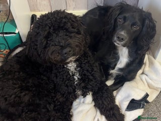 Cockapoo dogs Stunning cockapoos - Advert 6