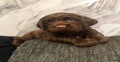 Cocker Spaniel dogs - Advert 1