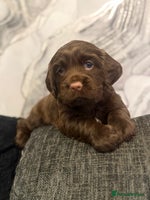 Cocker Spaniel dogs - Advert 1