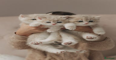 British Shorthair cats Cuddly Golden Blue British Shorthair girl  - Advert 1