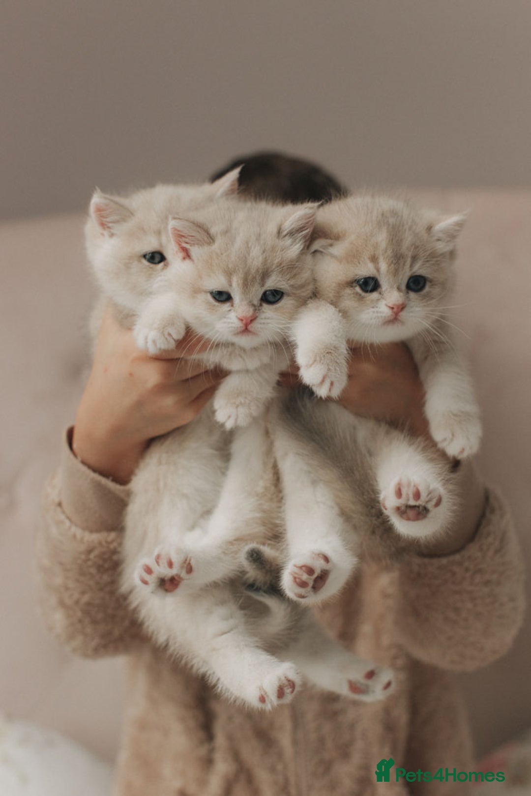 British Shorthair cats for sale: Cuddly Golden Blue British Shorthair girl  - Advert 3