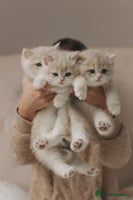 British Shorthair cats Cuddly Golden Blue British Shorthair girl - Advert 1