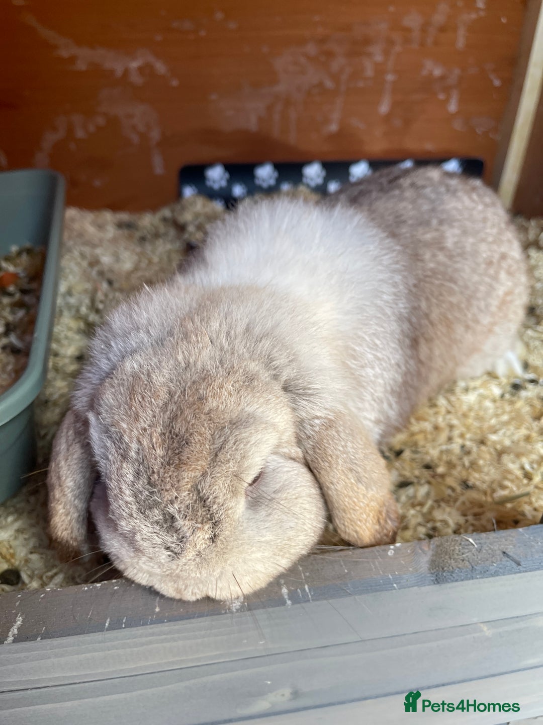 Mini Lop rabbits for sale: Mini lop for sale  - Advert 2