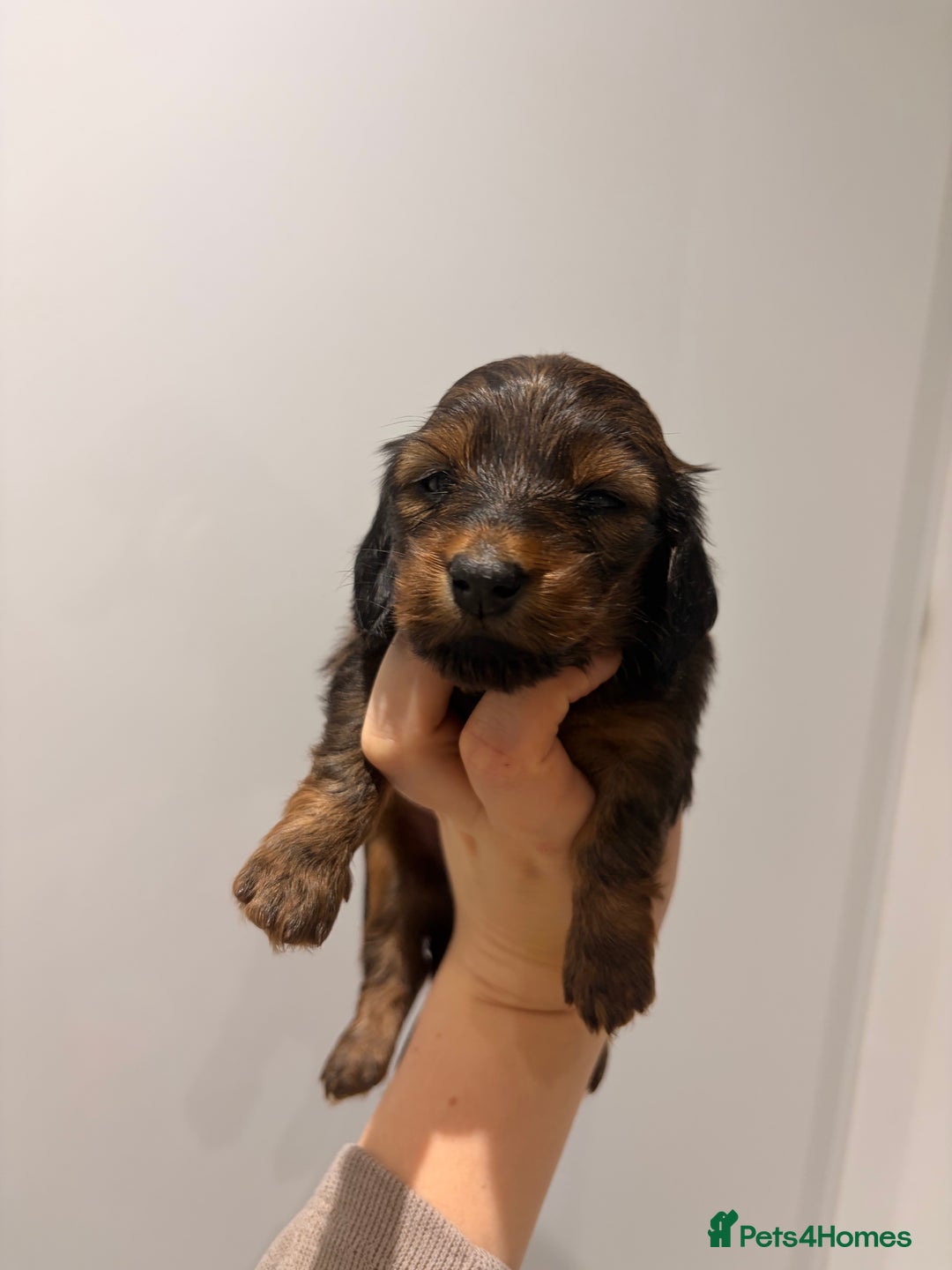 Miniature Dachshund dogs for sale: Quality Russian shaded red minis - Advert 33