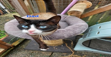 Snowshoe cats - Advert 5