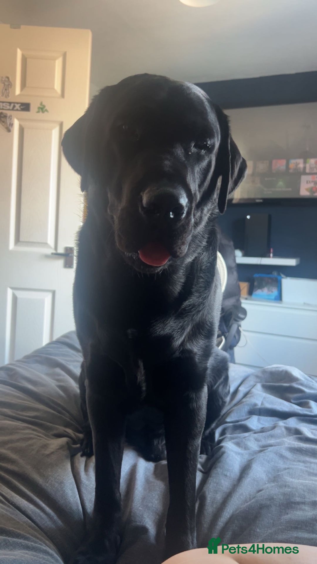 Labrador Retriever dogs for stud: Black Labrador Retriever for stud  - Image 3