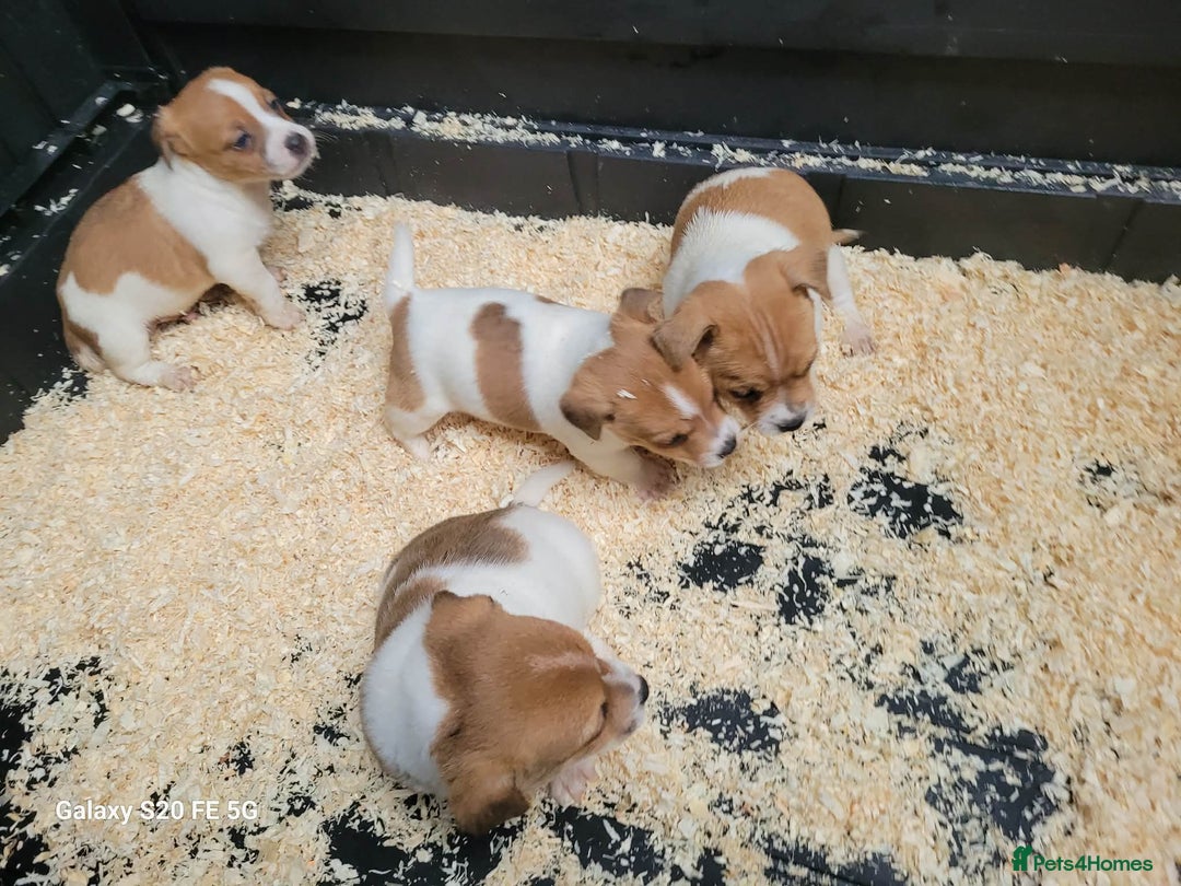 Jack Russell dogs for sale: 5 lovely Male jack Russel puppies for sale - Advert 7