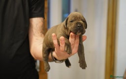 Cane Corso dogs for sale: 6 week old blue cane corso puppies  - Image 6