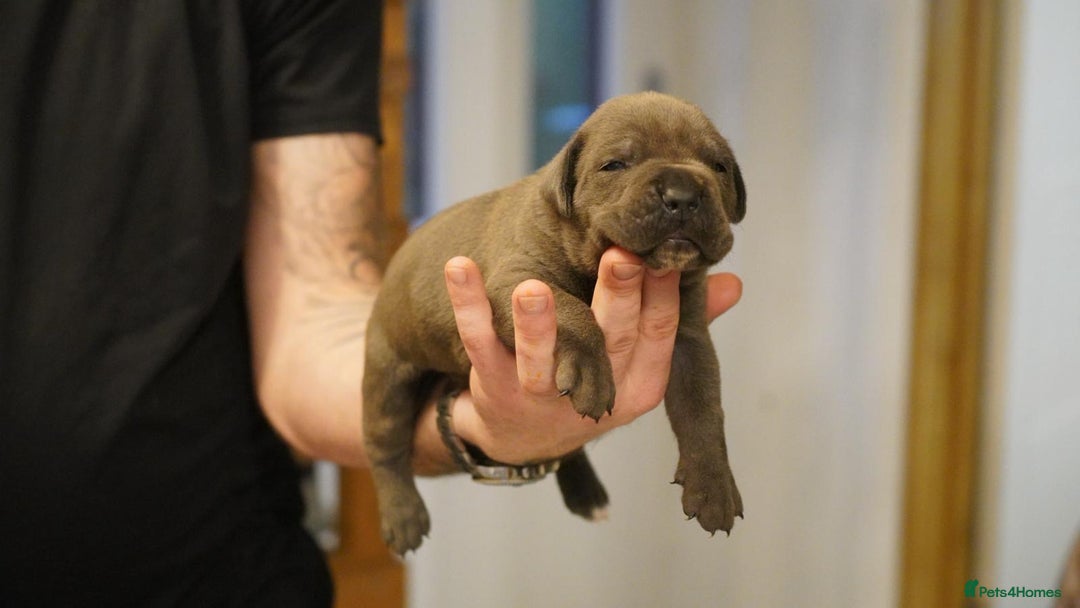 Cane Corso dogs for sale: 6 week old blue cane corso puppies  - Image 6