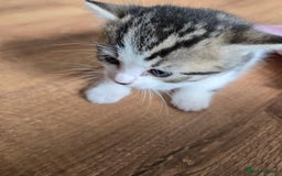 Mixed Breed cats for sale: Beautiful fluffy ginger kittens - Image 7