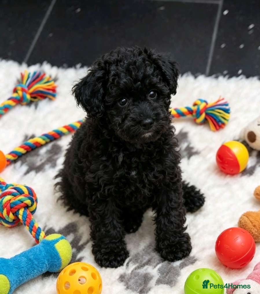 Mixed Breed dogs Foodle Puppies  - Advert 12