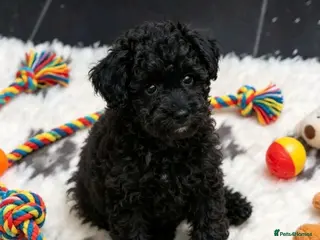Mixed Breed dogs Foodle Puppies - Advert 12