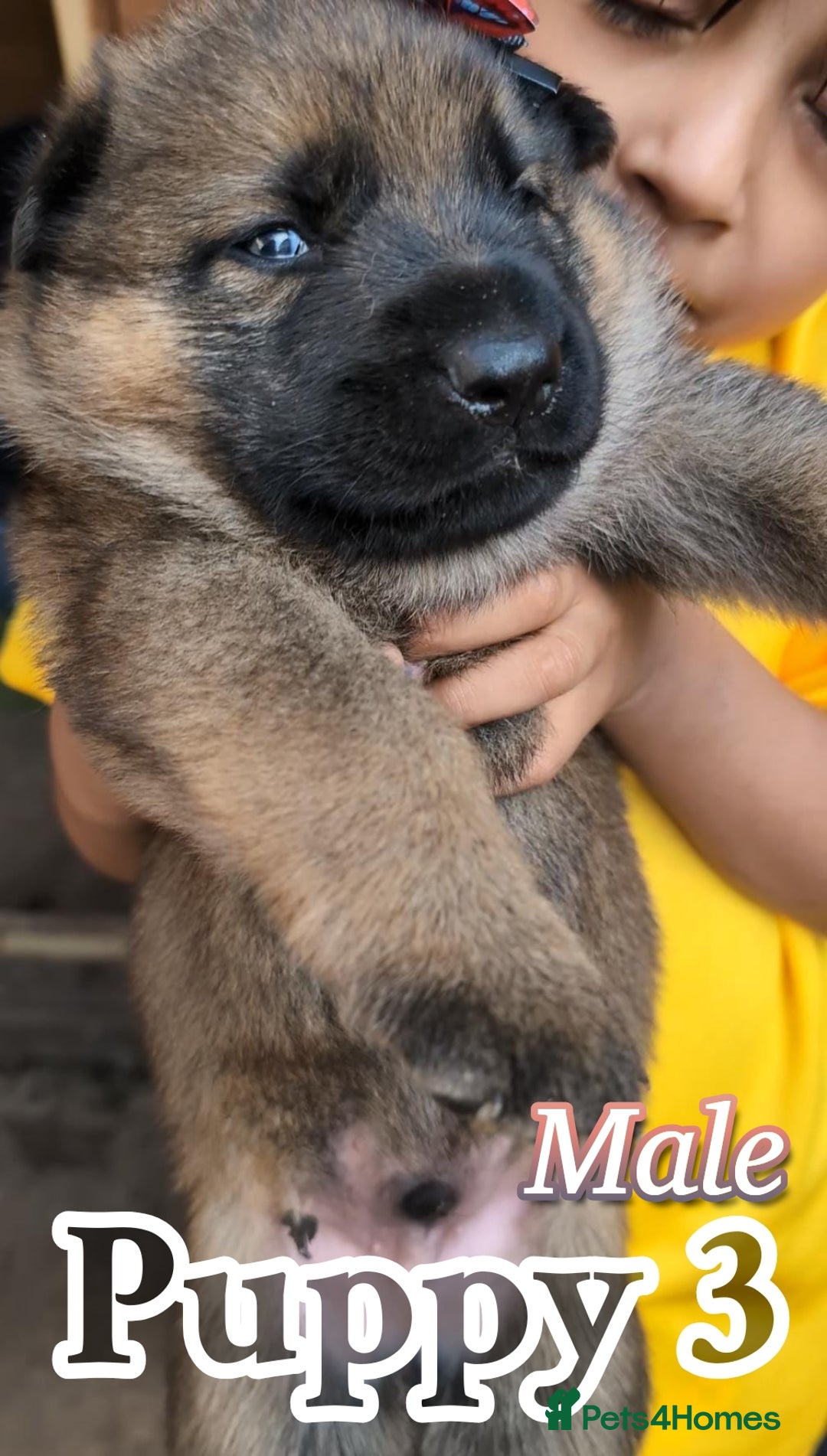 German Shepherd dogs for sale: Beautiful Chunky German Shepherd Puppies! - Image 5