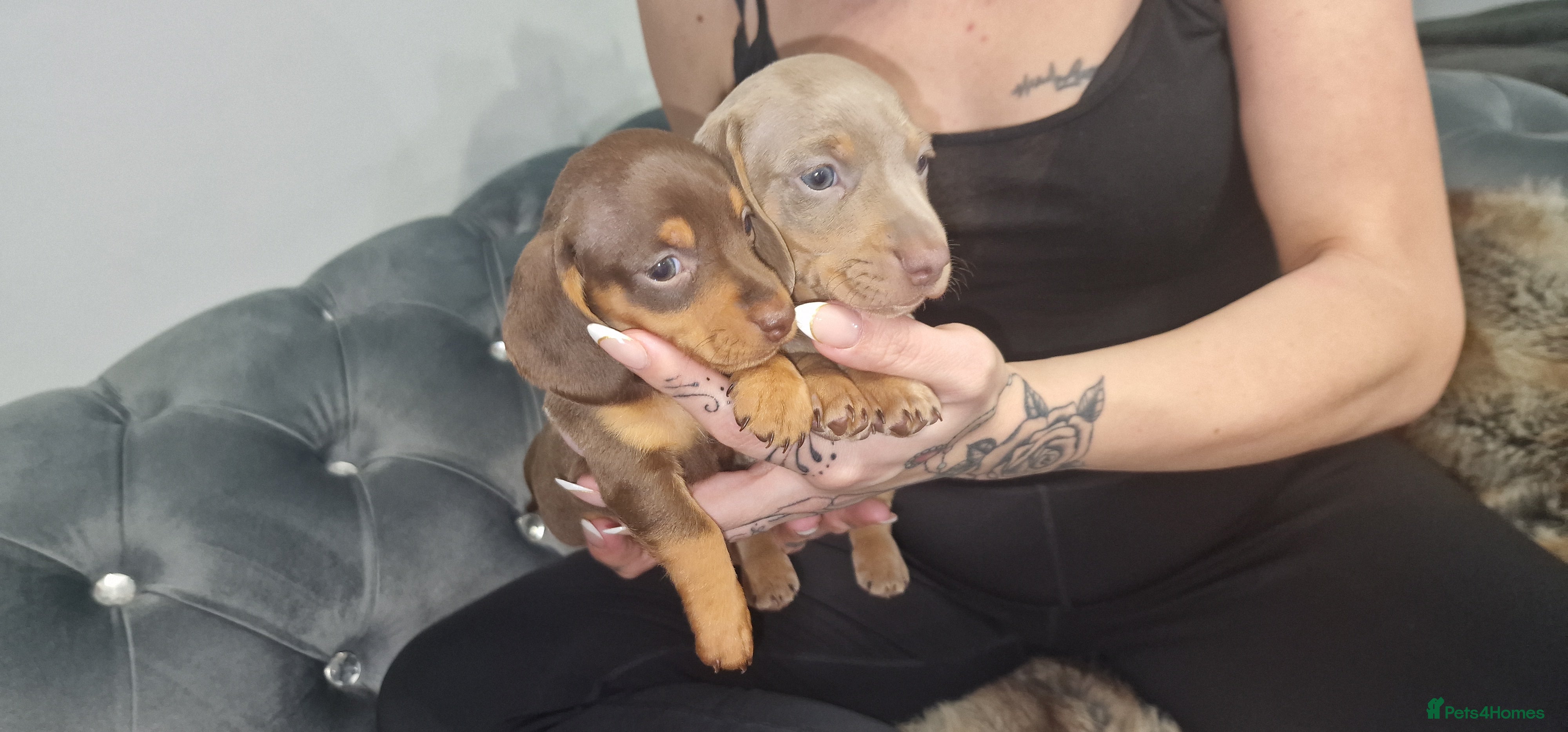 Dachshund dogs Miniature dachshund puppies ONLY 2 LEFT. - Advert 2