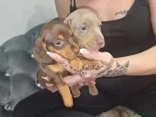 Dachshund dogs Miniature dachshund puppies ONLY 1 LEFT. - Advert 7