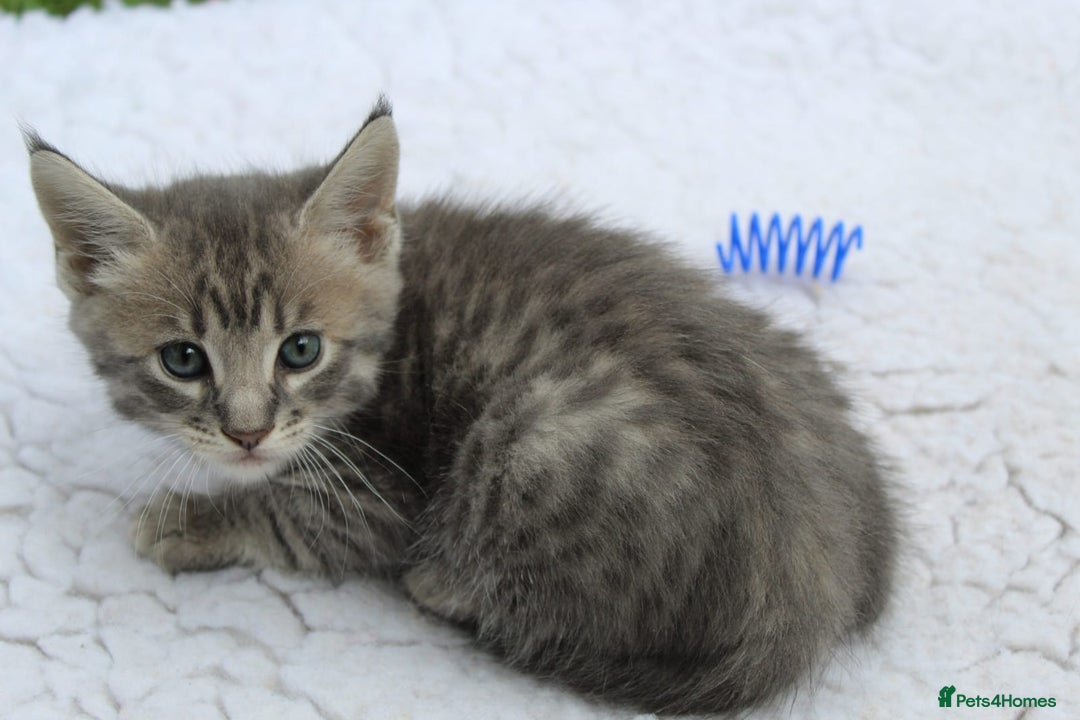 Savannah cats for sale: Stunning Savannahx Maine coons - Image 13