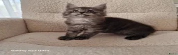Maine Coon cats for sale: Pure Maine coon kittens - Advert 20