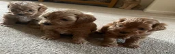 Maltipoo dogs for sale: 3 Stunning male  multipoo puppies in Chatteris - Advert 15