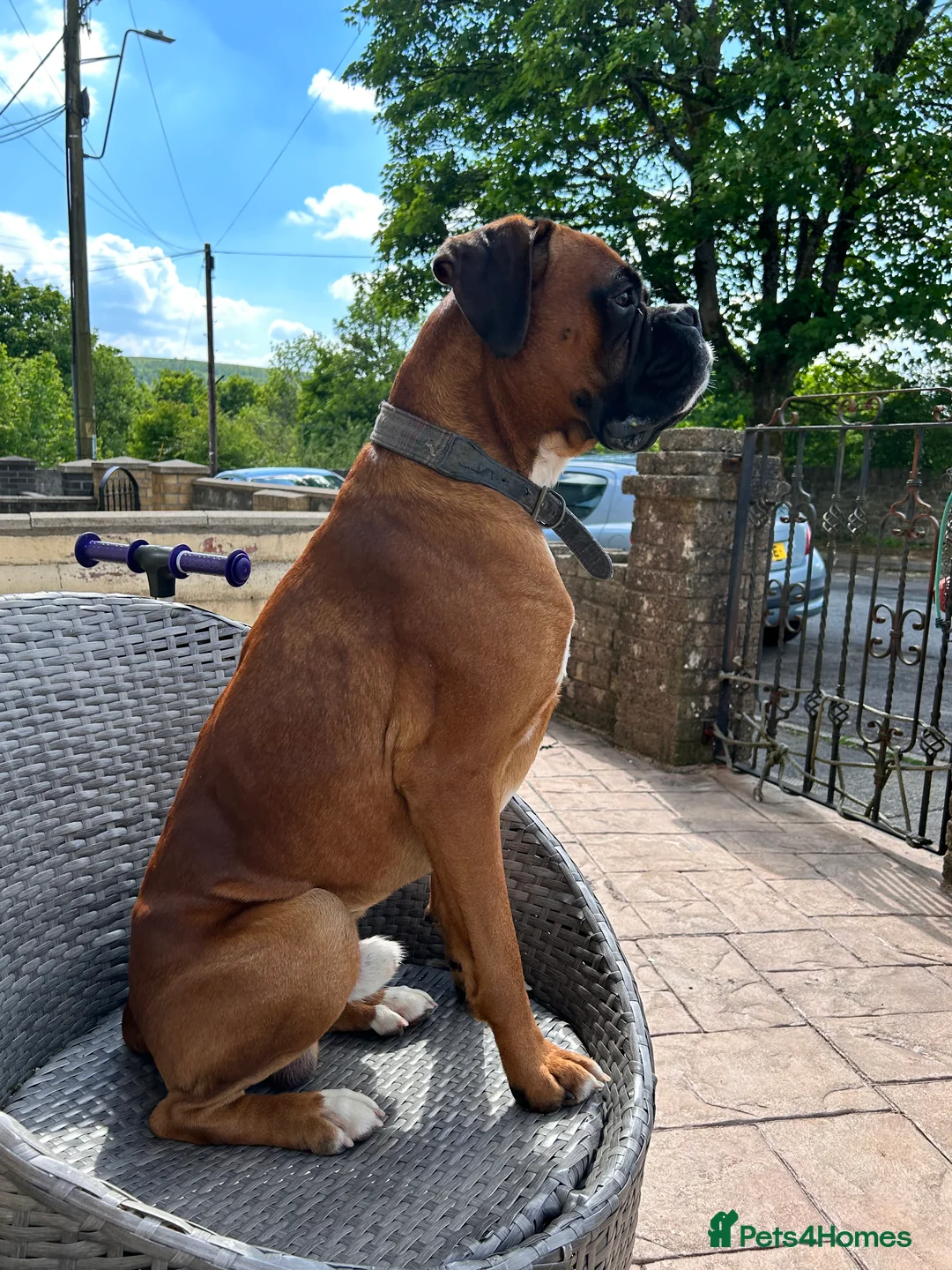 Boxer dogs for stud: Proven Handsome KC reg boxer-Heart score 0 in Tredegar - Advert 18