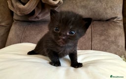 Mixed Breed cats for sale: Two Black kittens from family home - Image 10