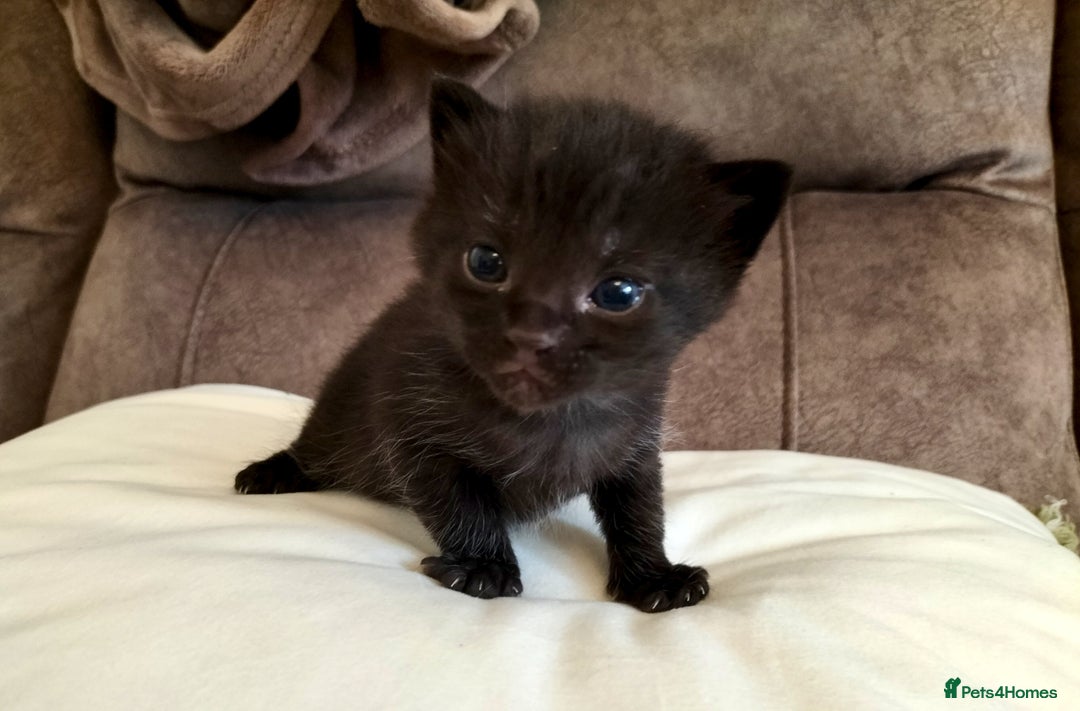 Mixed Breed cats for sale: Two Black kittens from family home - Image 10