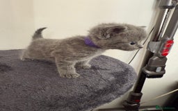 British Shorthair cats for sale: Blue British shorthair  - Image 4