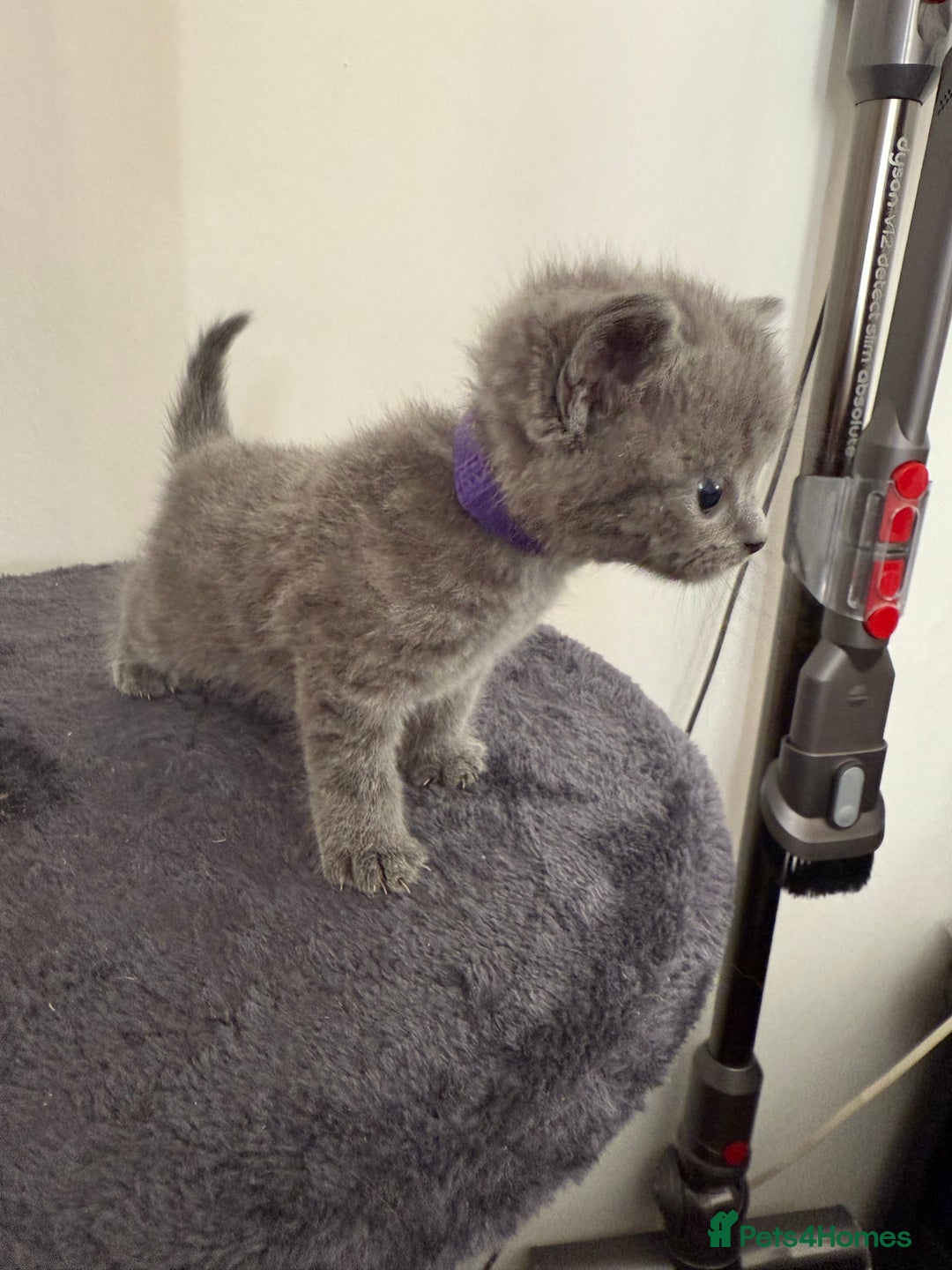 British Shorthair cats for sale: Blue British shorthair  - Image 4